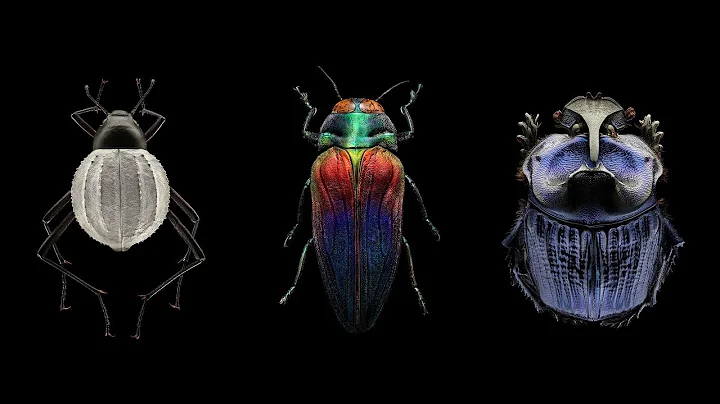 Mind-blowing, magnified portraits of insects | Lev...