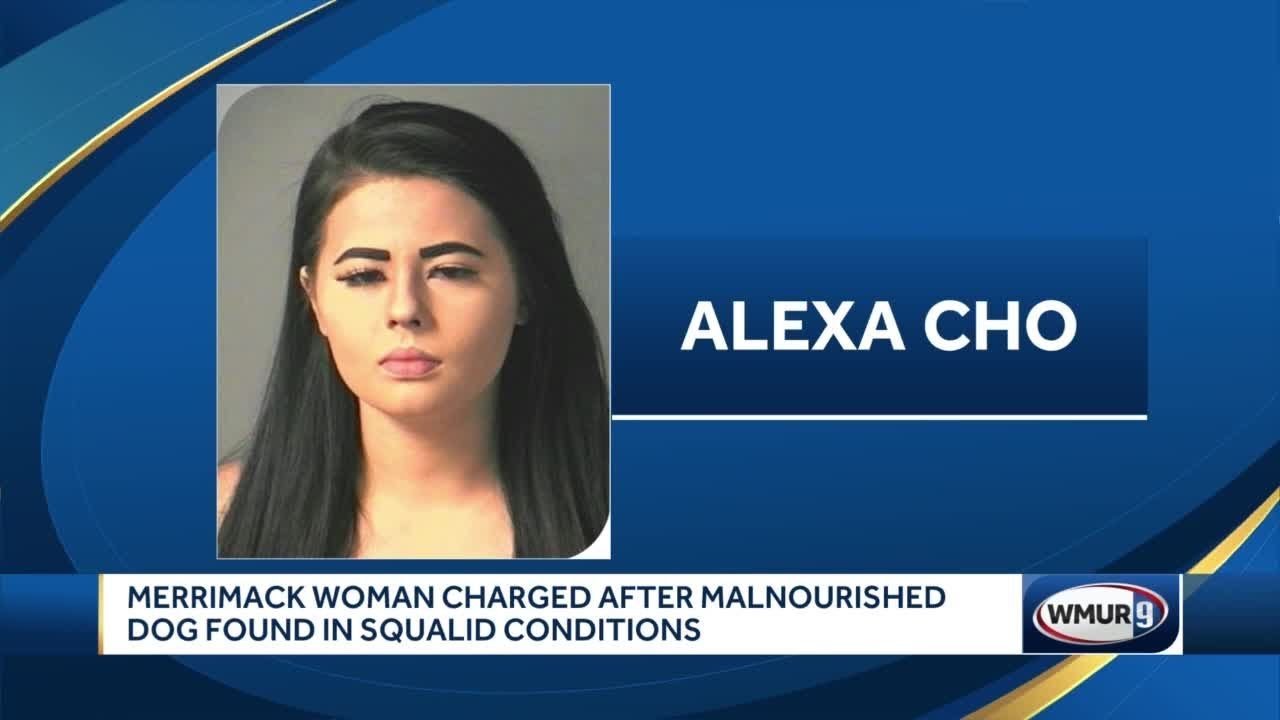 merrimack valley credit union Merrimack woman charged after malnourished dog found living in squalor