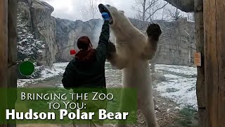 Bringing the Zoo to You: Hudson Polar Bear