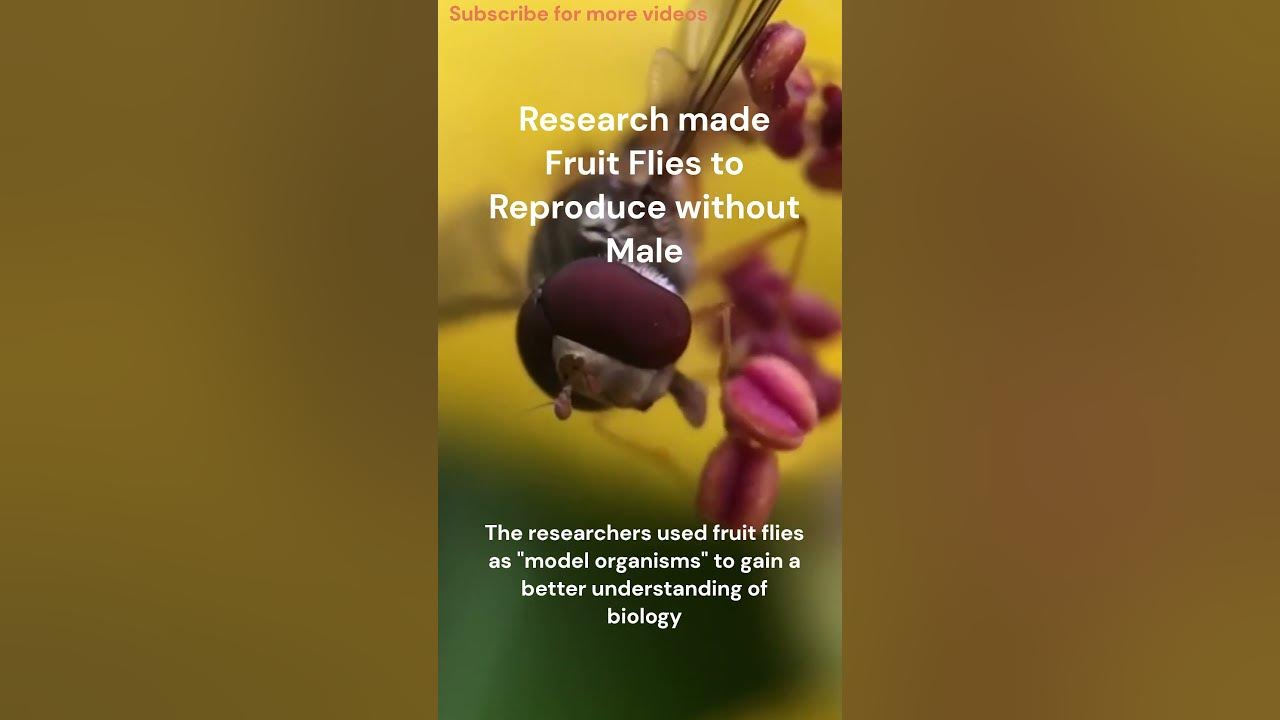 Fruit Flies to reproduce without male YouTube