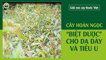 Cây Hoàn Ngọc- "Biệt dược" cho dạ dày và tiêu u