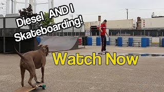 Diesel Skateboarding At The SkatePark-So HAPPY Watch! | Dog Videos Training |™MasterPaw Official by MasterPaw 1,654 views 5 years ago 2 minutes, 11 seconds