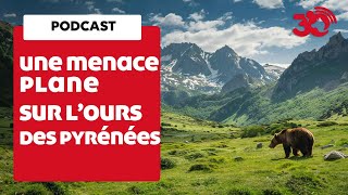 PODCAST - Les ours des Pyrénées sont menacés