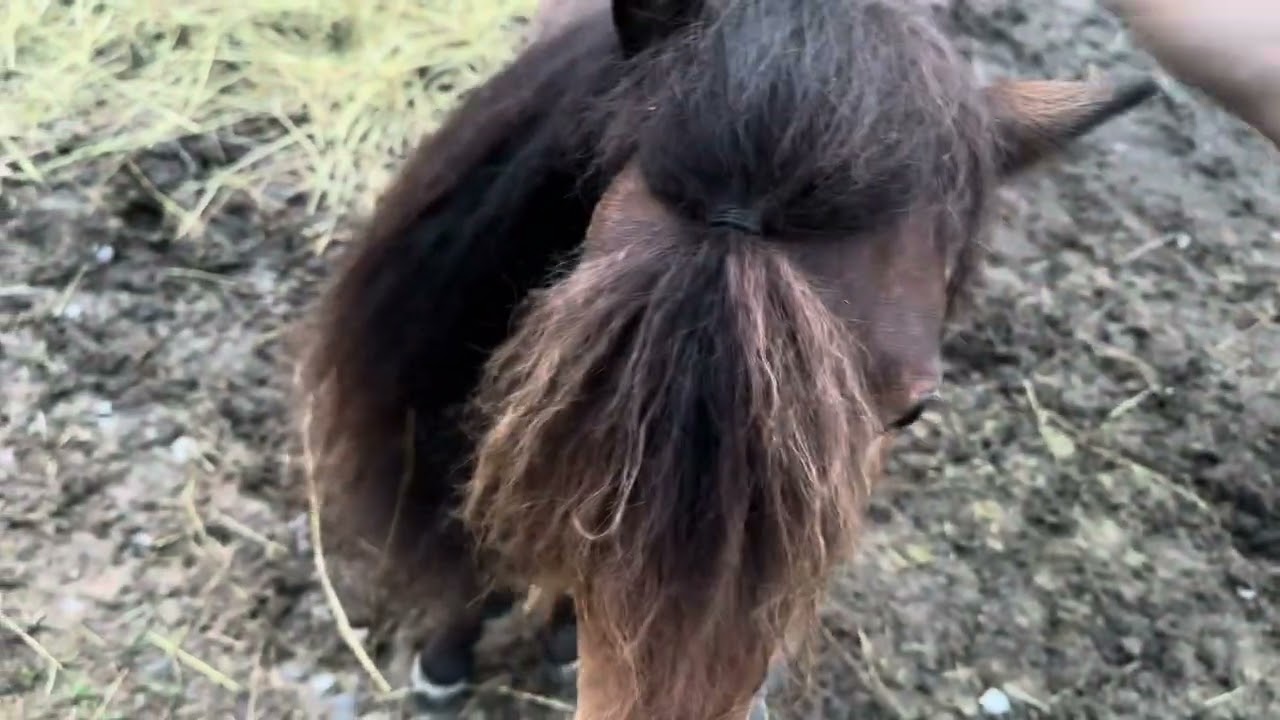 Mini stallion telling the mini paint to move