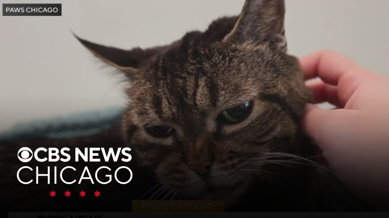 Adopt Amanda Banana from PAWS Chicago