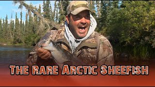 Chances are you've never seen an Arctic Sheefish