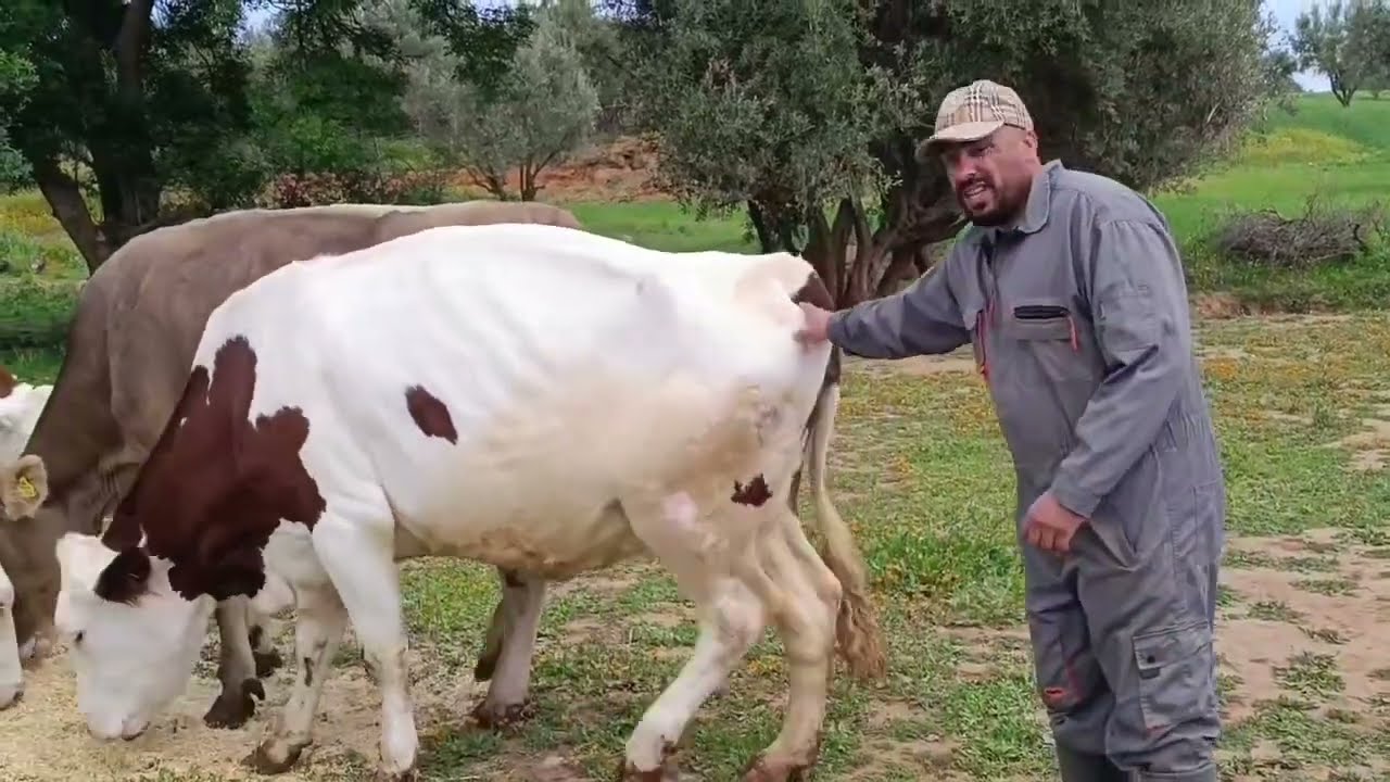 مشروع تربية الأبقار الحلوب بالمغرب هل هو مشروع مربح أم لا 🤑🤑🤑