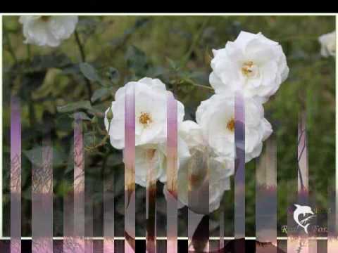 MON AMIE LA ROSE FRANCOISE HARDY 