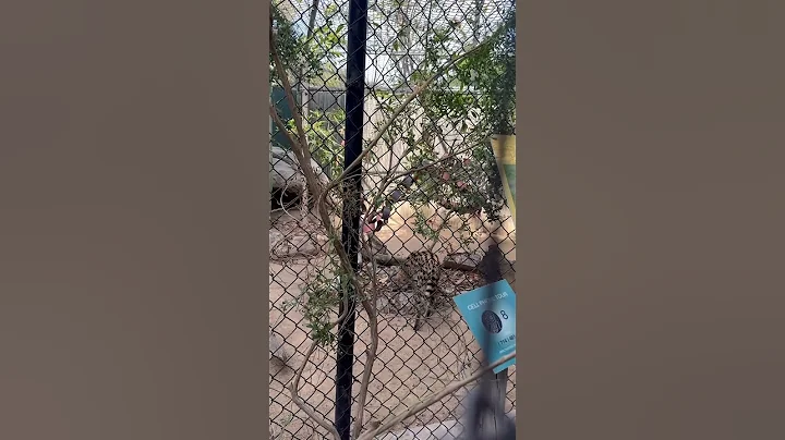 Video 11366971: meet serval, feline beauty, wild cat