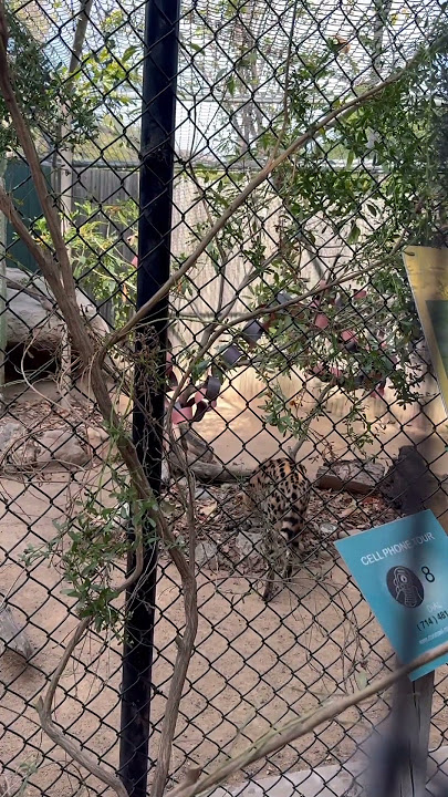 Meet the Serval – Africa’s Graceful Hunter 🐾