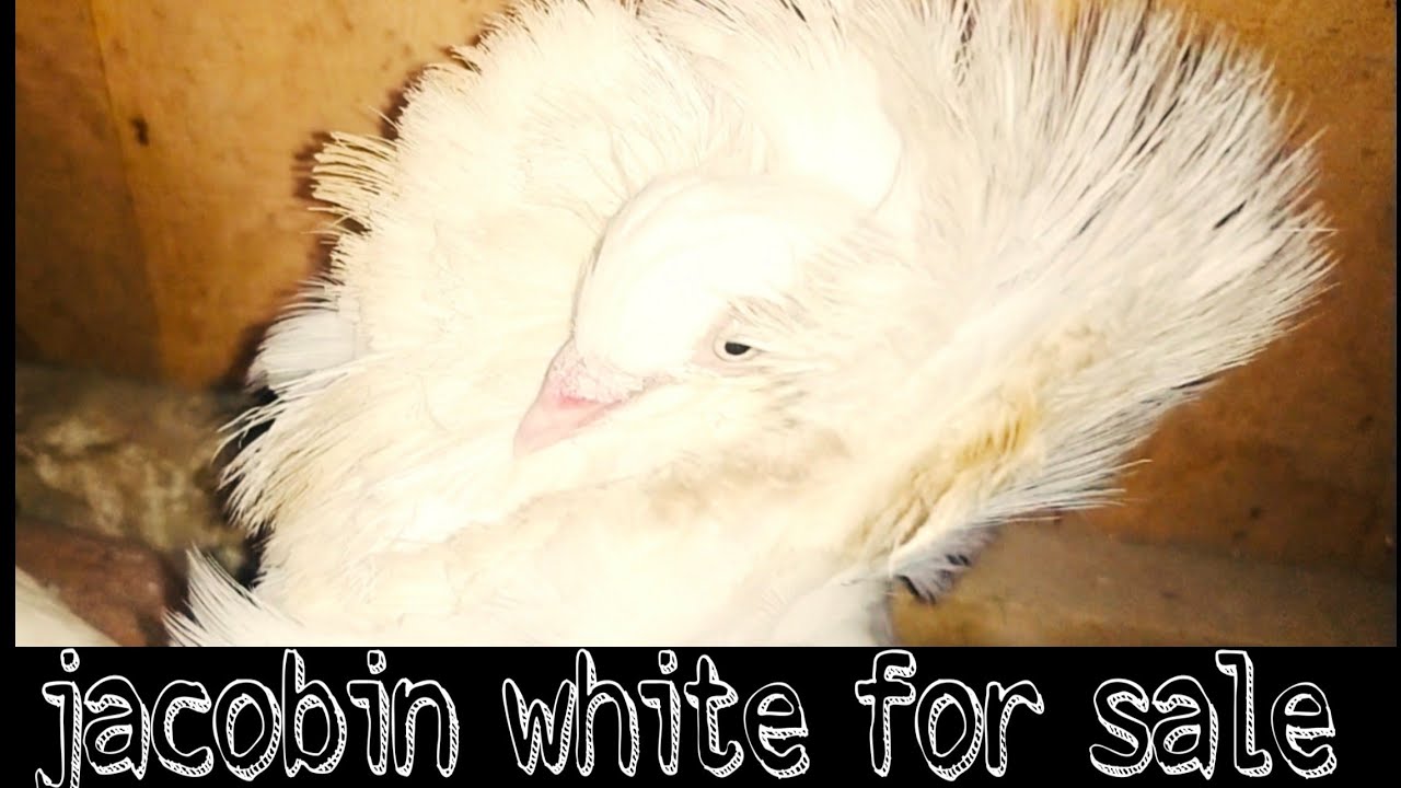 Jacobin Pigeons Amazing Size Fancy Pigeons Sale White Jacobin For