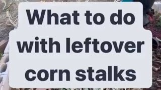 What to do with leftover corn stalks￼