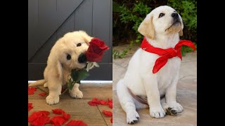 Cute Dogs - Cute And Funny Dog Videos Compilation Animal Cutiees