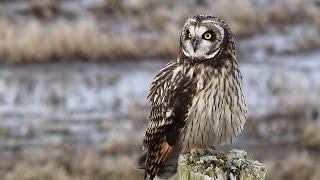 Short-eared Owl
