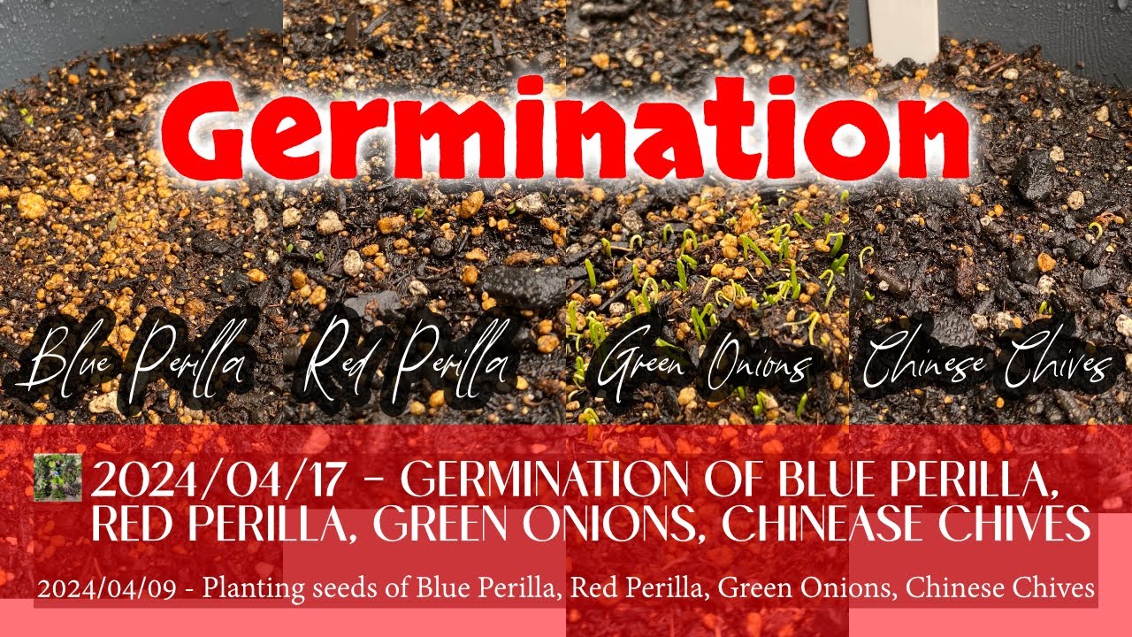 2024/04/17 Germination of Blue Perilla, Red Perilla, green onions, Chinese Chives