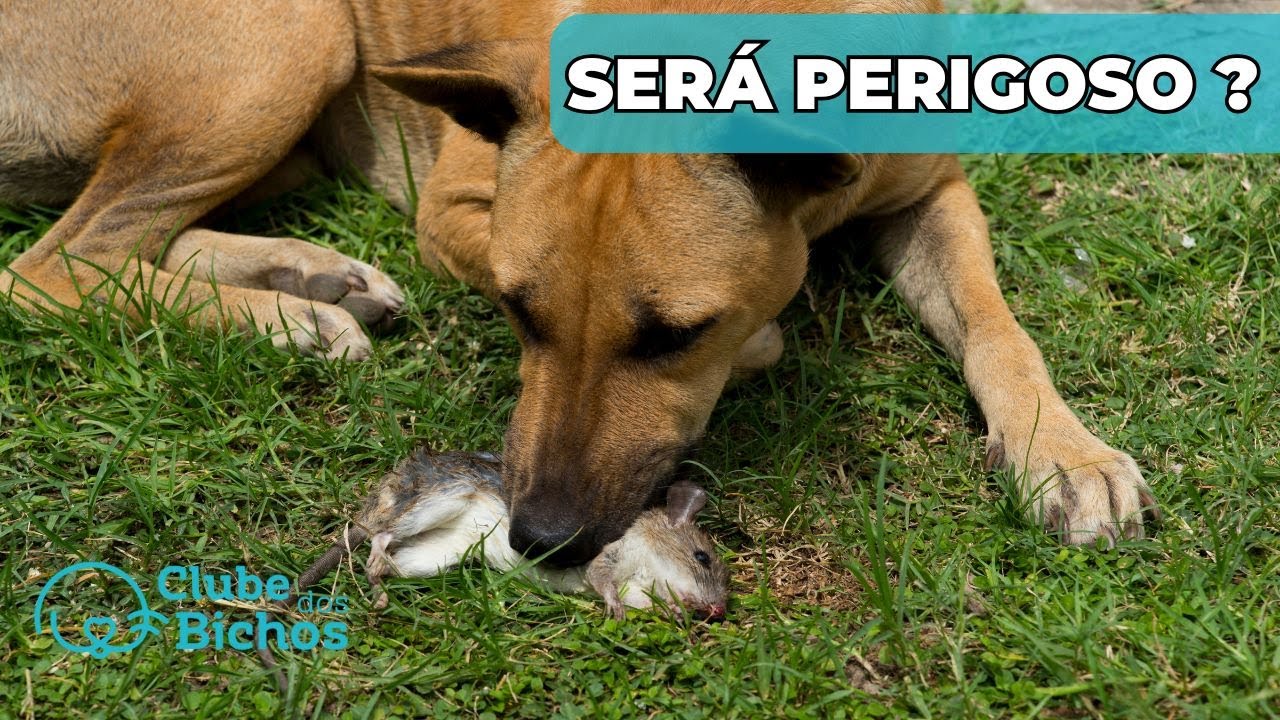Cachorro pode comer rato?