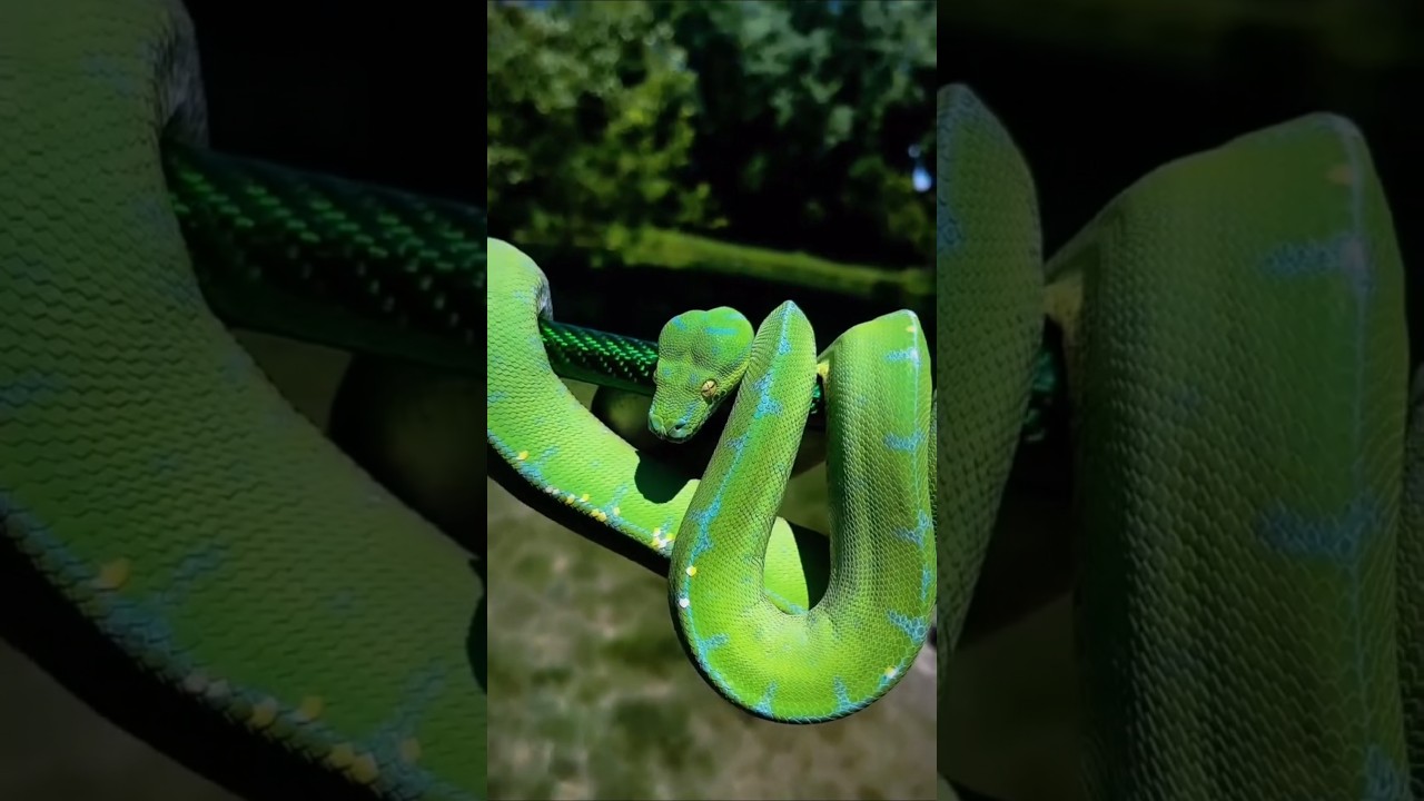 Shocking Animals Transformation..💀😳