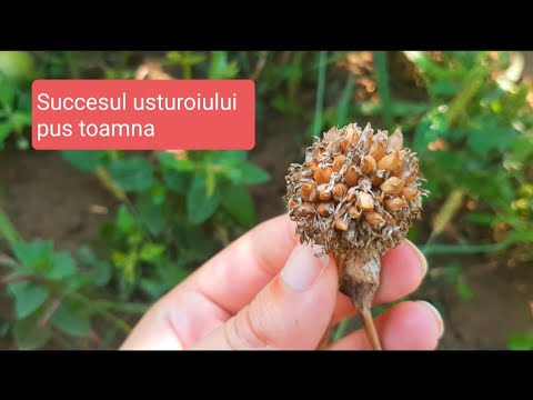 USTUROI semanat de toamna.Cum se recolteaza semintele și când se seamana #usturoi