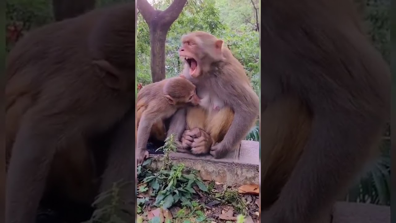 LITTLE MONKEY SUCKING ITS MOTHER 