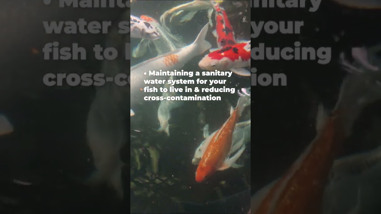 Why Does Bio-Security in a Koi Pond Matter? | NextDayKoi