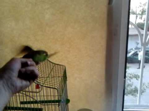 ბუკიკიო :)