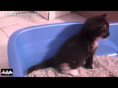 kitty-pooping-in-a-litter-box-for-te-firs-time-ever!-warning:-cute!