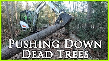 Pushing Over Dead Trees with a Bobcat E26