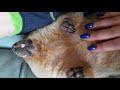 Спит, как сурок#милые животные#ручной байбак#marmot