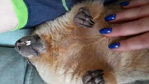 Спит, как сурок#милые животные#ручной байбак#marmot