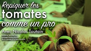 Repiquer ses semis de tomates : quand et comment avec NicolasToutain.