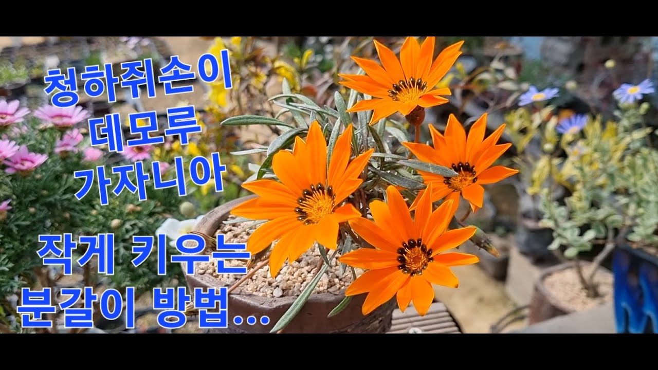 [야생화] 청하쥐손이,데모루,가자니아  분갈이