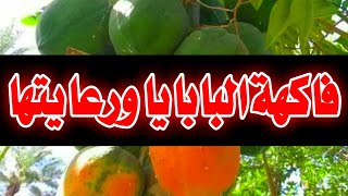 طريقة زراعة فاكهة البابايا ورعايتها