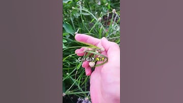 Cỏ bạc đầu chữa suy thận