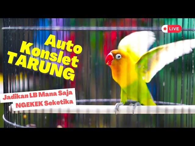 Love Birds Sounds! Lovebird Ngekek Panjang! Ampuh Untuk Masteran dan Pancingan LB Biar Ngekek class=