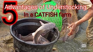 5 Understocking Advantages in a CATFISH FARM