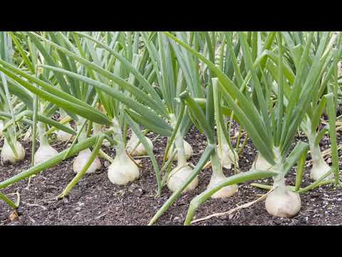 Video: ¿En qué se diferencia la geitonogamia de la xenogamia en las plantas?