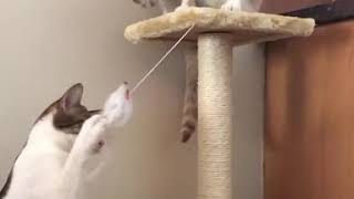 Funny | Meme | Fails Cat Compilation #20 by My Lovely Cat 16,865 views 3 years ago 4 minutes, 27 seconds