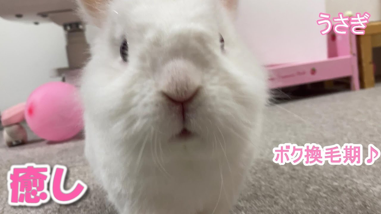 うさぎの仕草をずっと見ていると癒やされます モコちゃん換毛期です Youtube