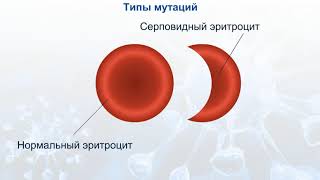 Типы мутаций.  Генные, хромосомные и геномные.  Мутационная изменчивость.