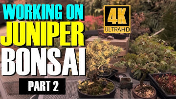 Working on Juniper Bonsai - part 2