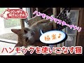 ハンモックを使いこなす猫。プロハンモッカー爆誕。
