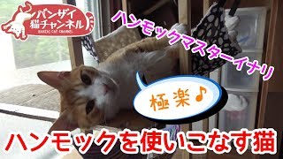 ハンモックを使いこなす猫。プロハンモッカー爆誕。