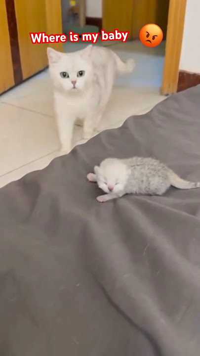 Over protective mama 🐱 mother cat  | #cats #catsfunny #youtubeshorts