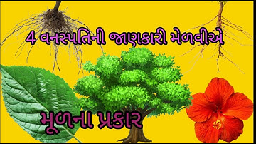 4 વનસ્પતિની જાણકારી મેળવીએ/ Std 6 Sem 1 Unit 7 / Vanspatini Janakari Melaviye / વિજ્ઞાન/મૂળના પ્રકાર