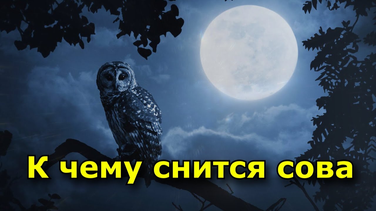 К чему снится сова