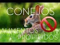 ALIMENTOS PROHIBIDOS PARA CONEJOS. Qué debes evitar en la alimentación ?