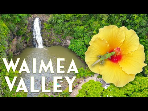 Waimea Valley - Everything You Need to Know (2023) [4K Drone]