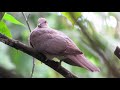 Short Billed Pigeon | Patagioenas nigrirostris