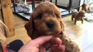 Cockapoo pups playtime by Natalie AC 12,937 views 9 years ago 3 minutes, 4 seconds