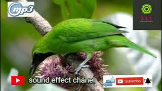 suara pikat burung cucak IJO terbaru 2022||gacor abis wajib download||mp3 jernih